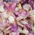 Baby pink Lilac & Cream Mix 